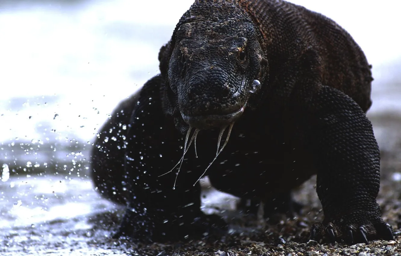 Фото обои waves, animals, sea, water, water drops, reptiles, komodo dragon