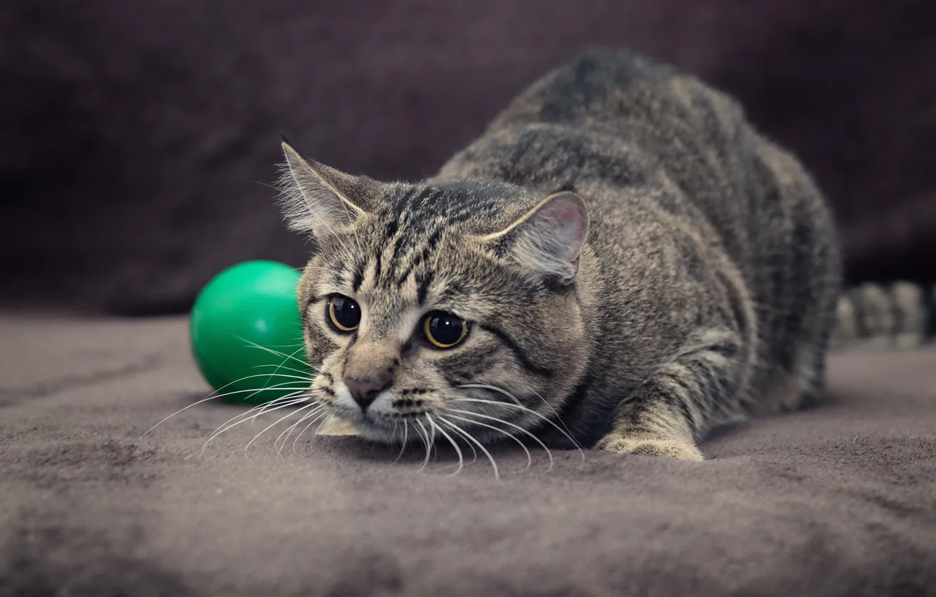 Фото обои кошка, кот, серый, игра, мяч, шарик, пол, мячик