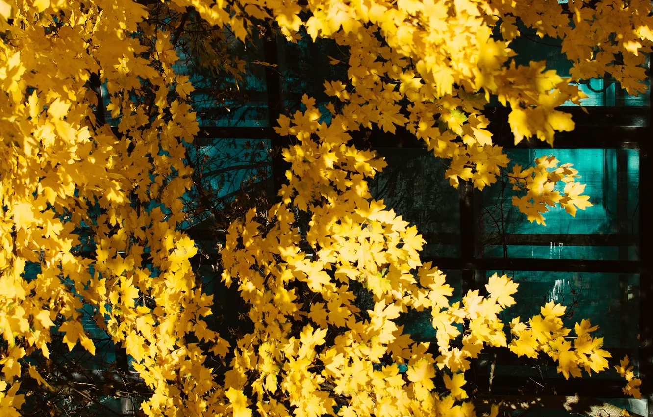 Фото обои стекло, листья, свет, дерево, листва, желтые, клён, осенние листья