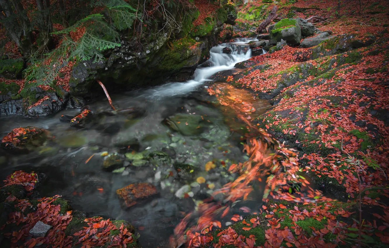 Фото обои осень, листья, природа, ручей, камни
