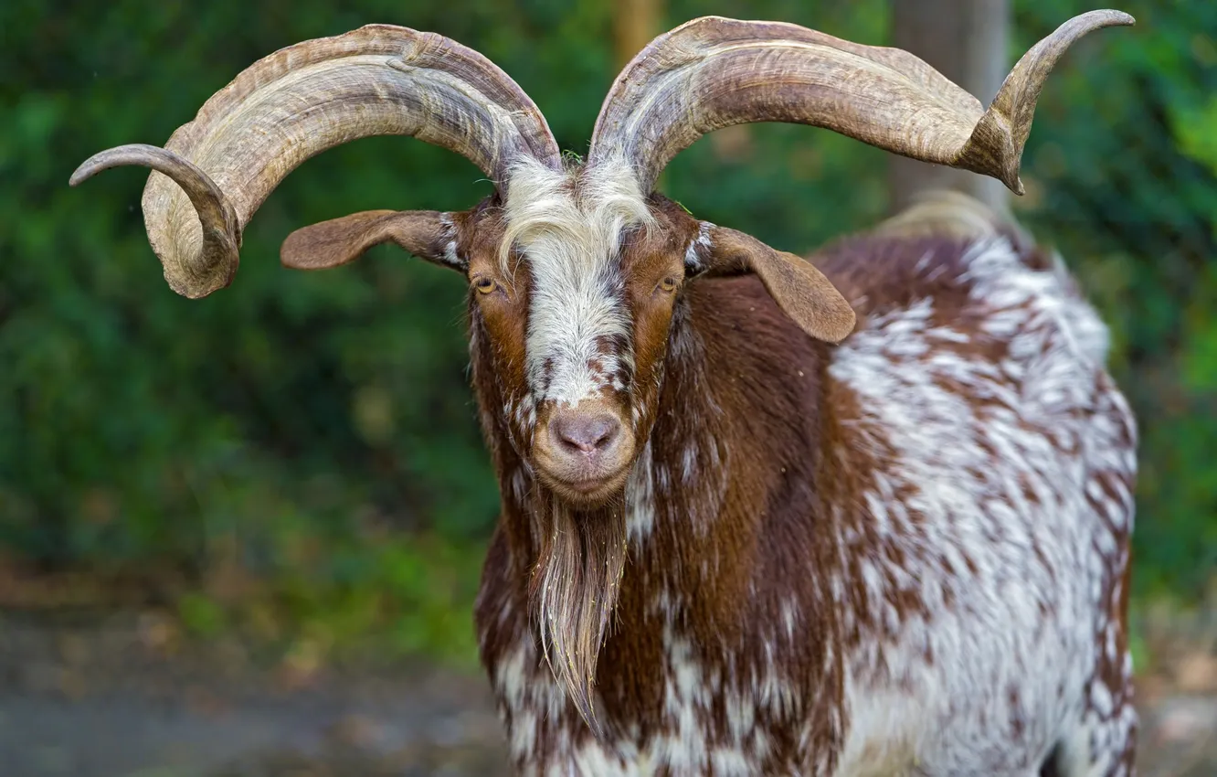 Фото обои horns, look, goat