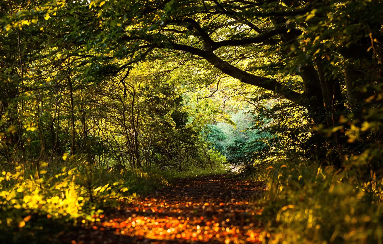 Фото обои лес, листья, солнце, деревья, путь, тени
