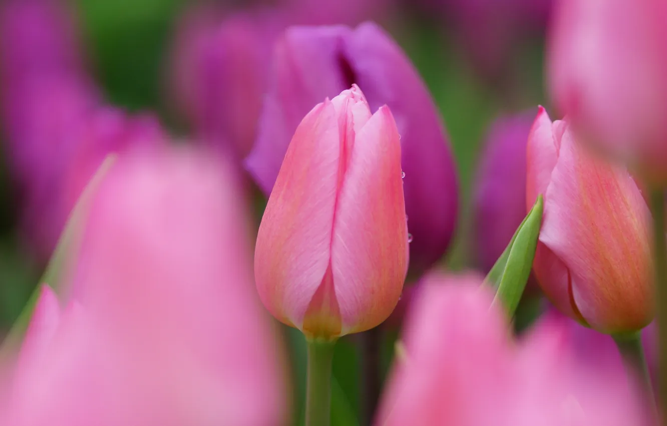 Фото обои макро, фокус, тюльпаны, розовые, много