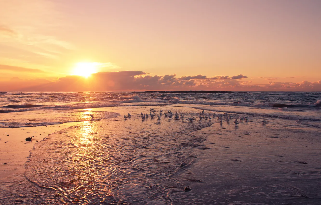 Фото обои море, солнце, закат, чайки, прибой