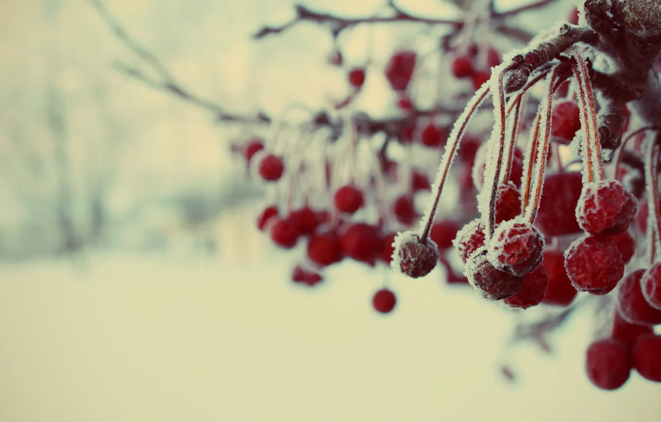 Фото обои иней, ягоды, Зима, ветка, мороз