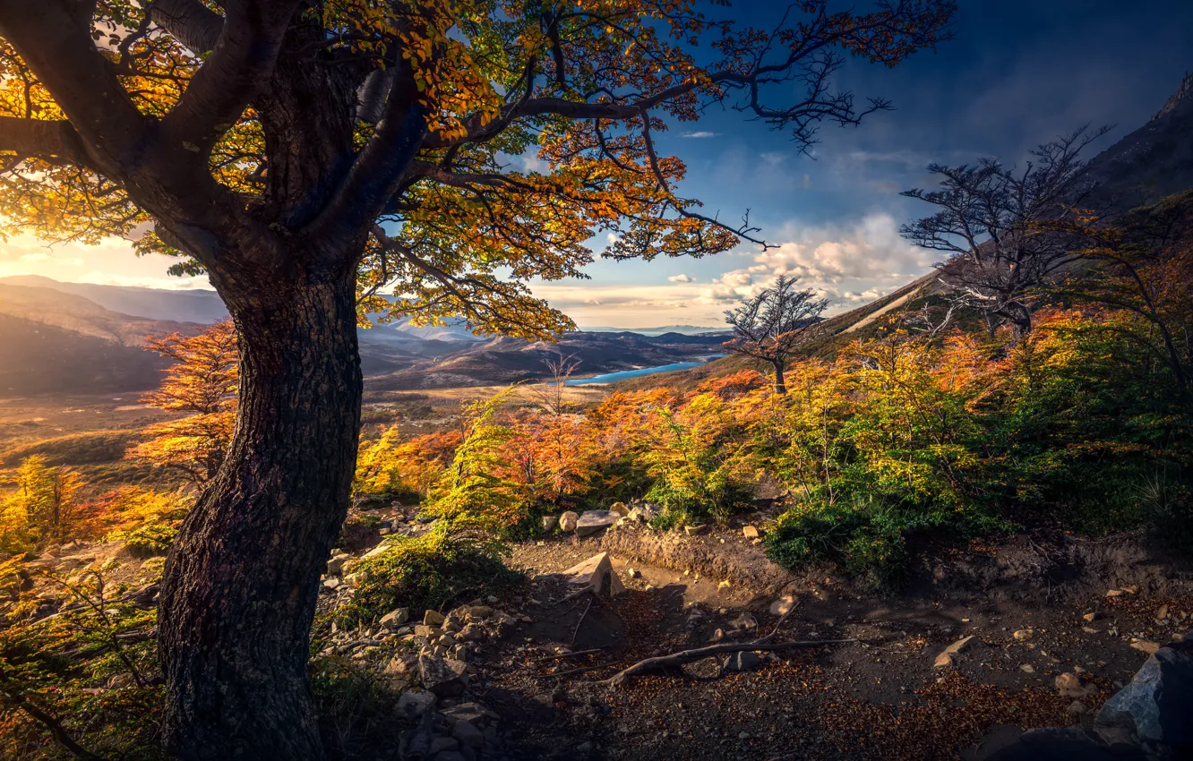 Фото обои осень, листья, горы, ветки, дерево, желтые, склон, кусты