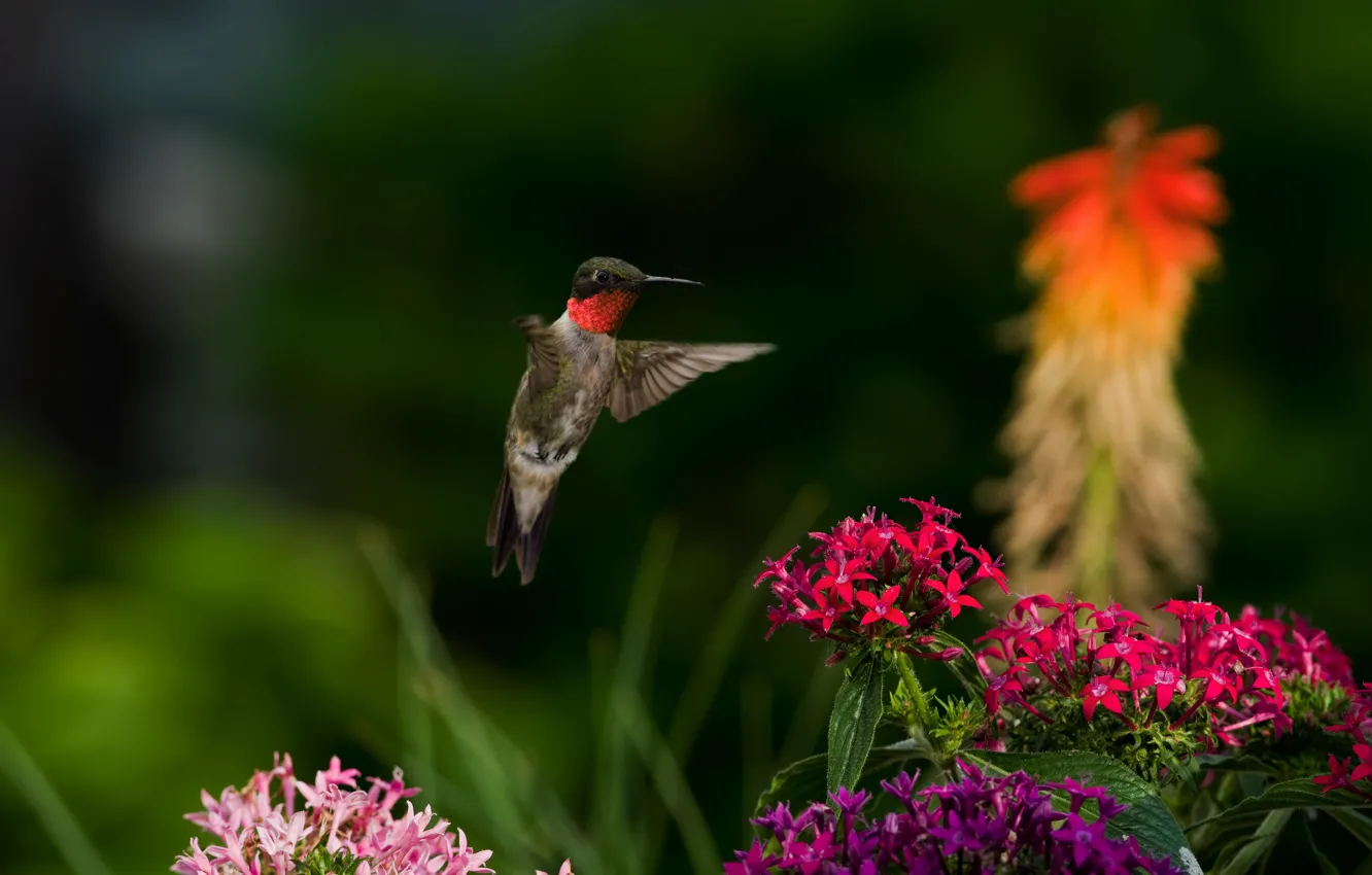 Фото обои цветы, природа, птица, колибри, птичка