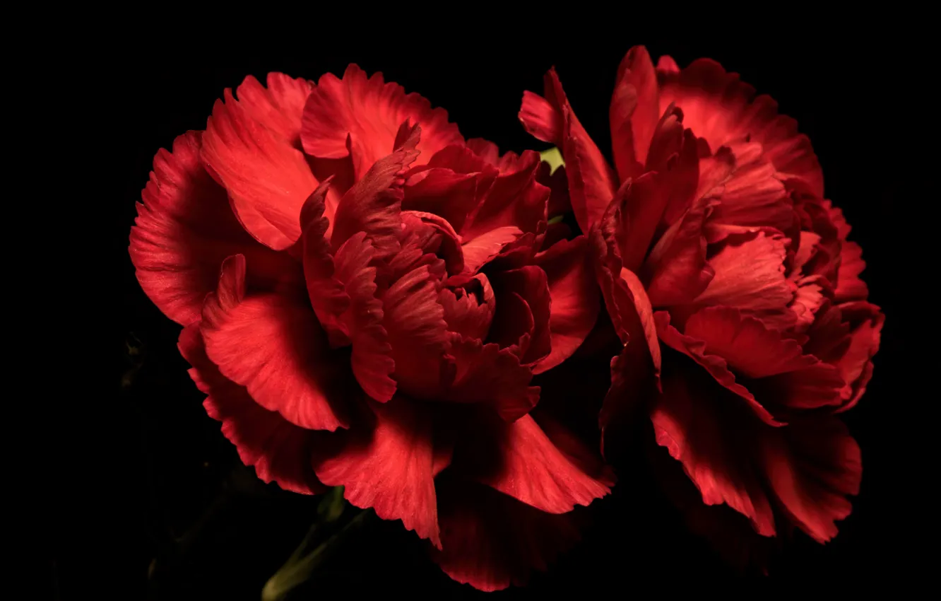 Фото обои цветы, фон, Red Carnations