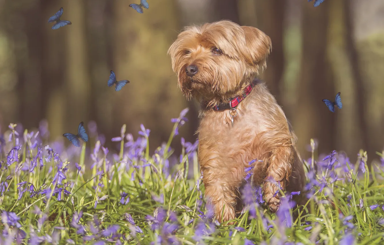 Фото обои бабочки, цветы, фотошоп, собака