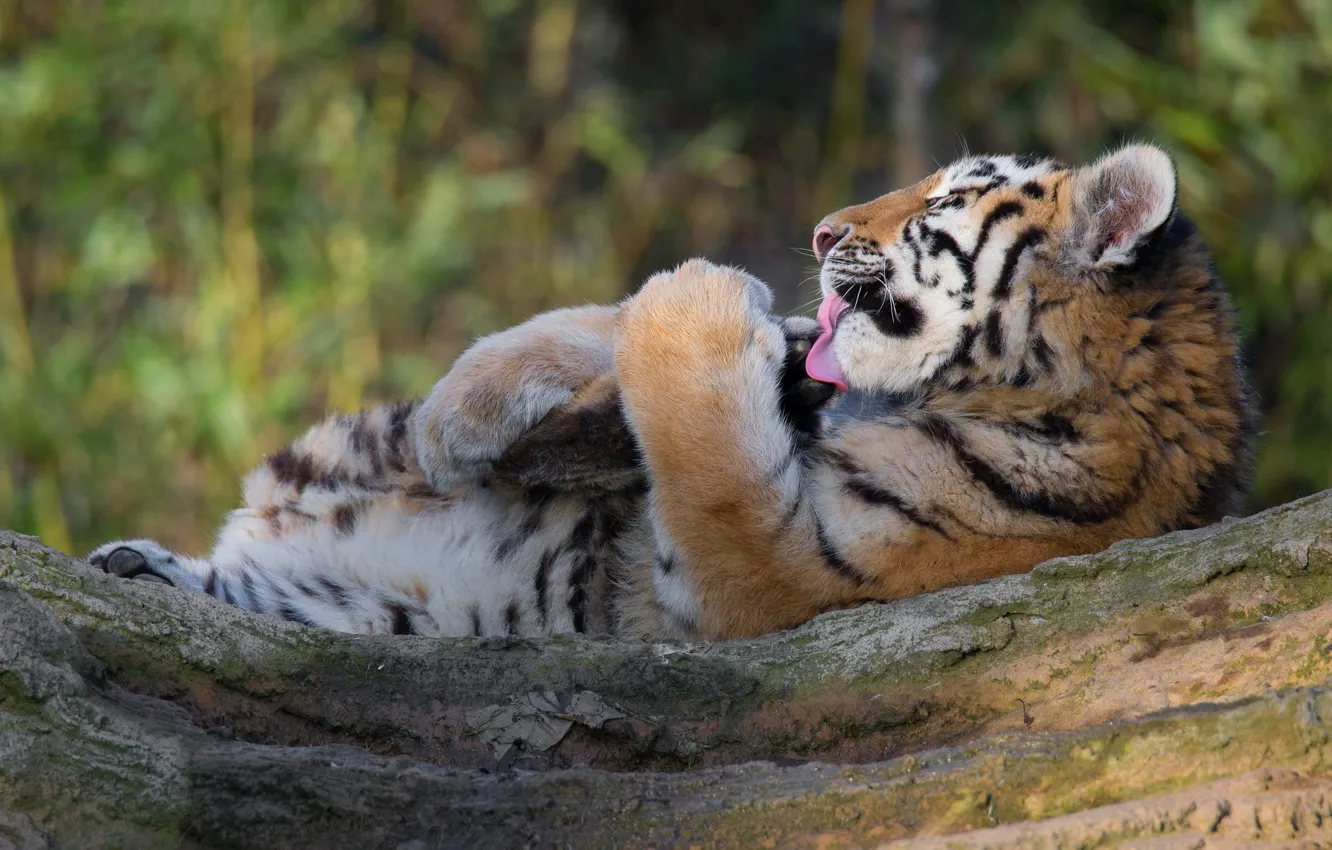 Фото обои поза, лапы, лежит, бревно, тигрёнок