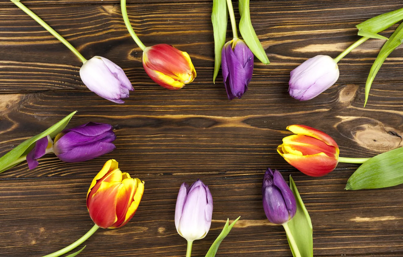 Фото обои цветы, colorful, тюльпаны, flowers, beautiful, tulips, spring, purple