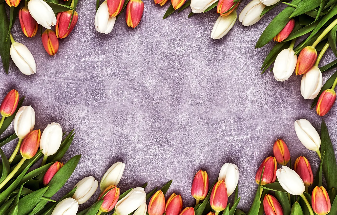Фото обои цветы, тюльпаны, red, white, flowers, tulips