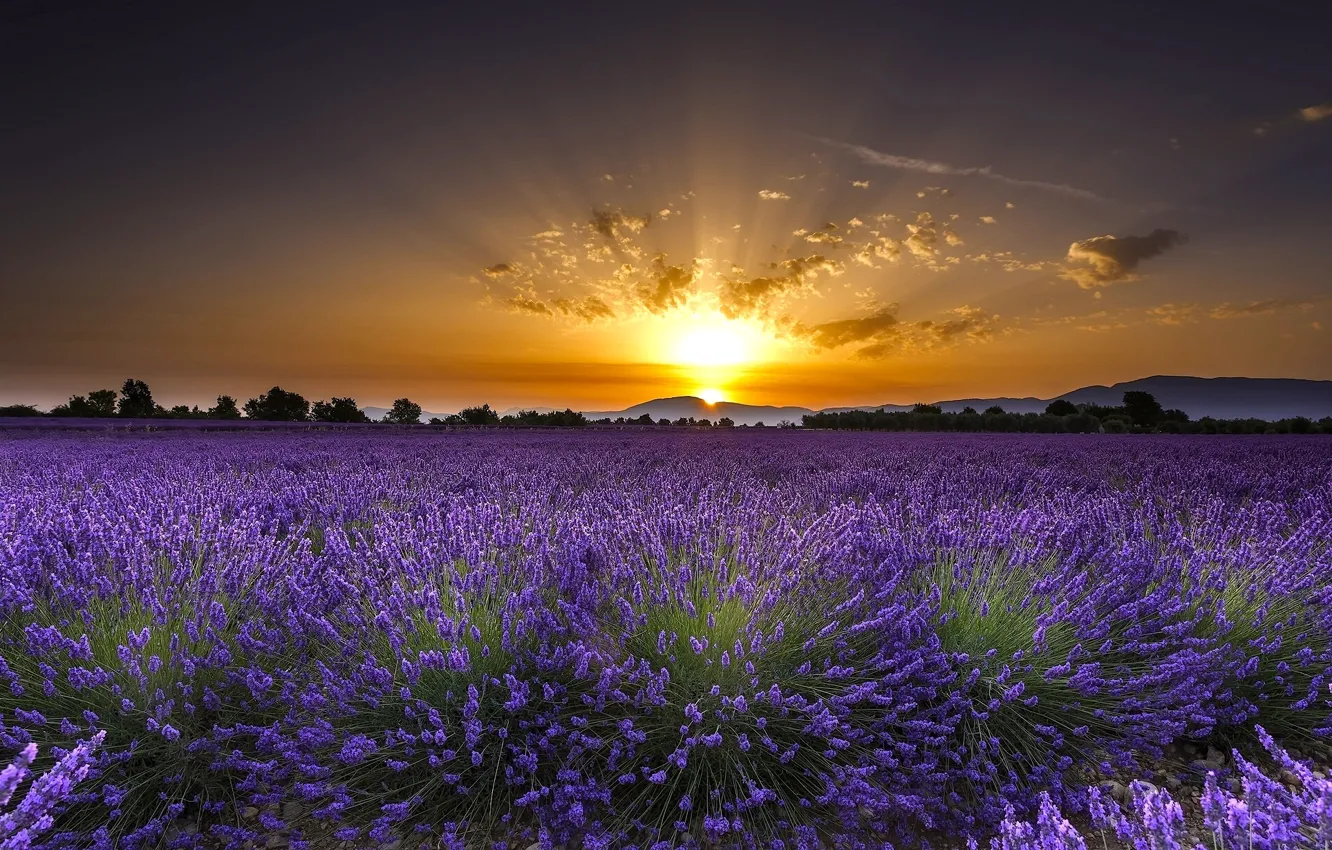 Фото обои поле, цветы, восход, рассвет, Франция, France, лаванда, Валансоль