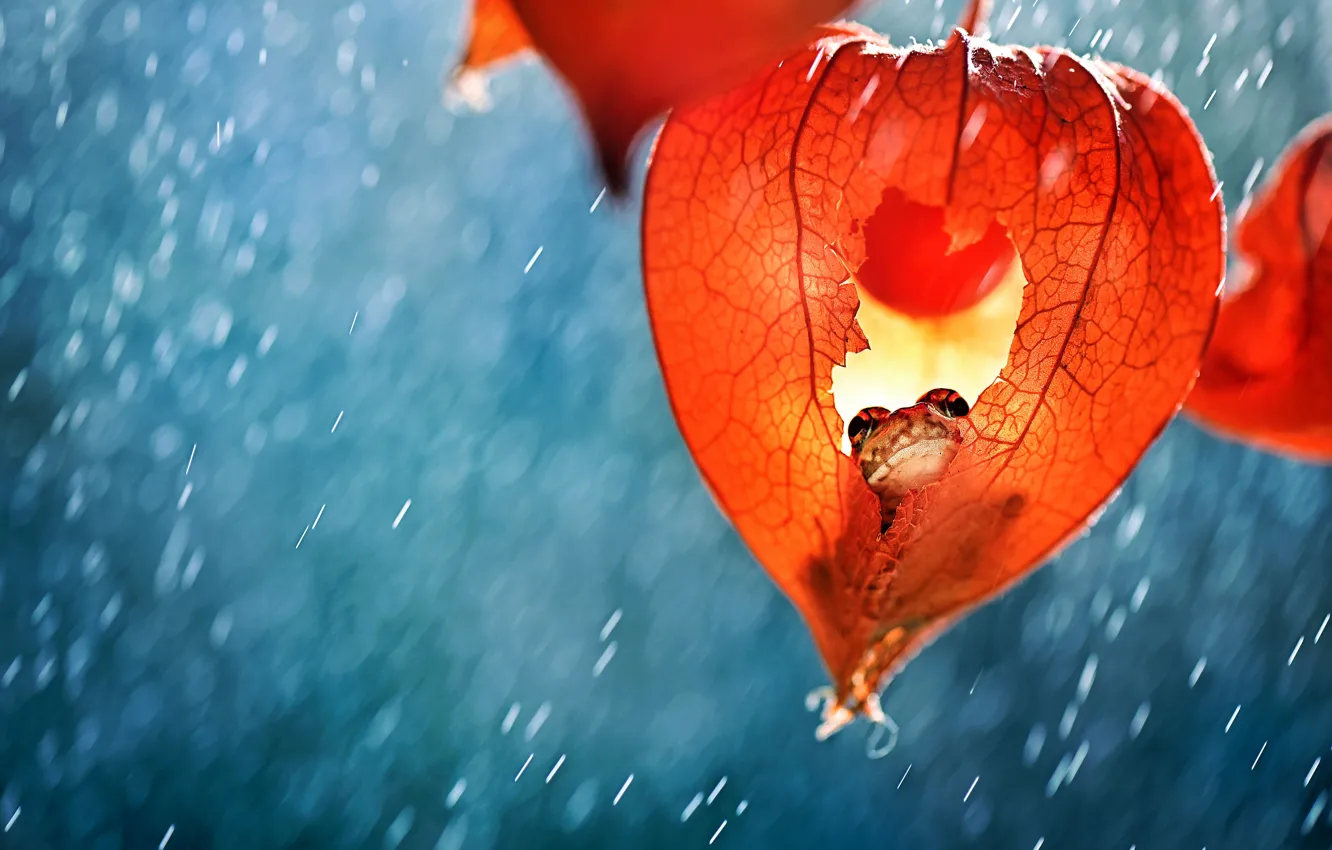 Фото обои макро, дождь, лягушка, укрытие, физалис, Анна Чернобай