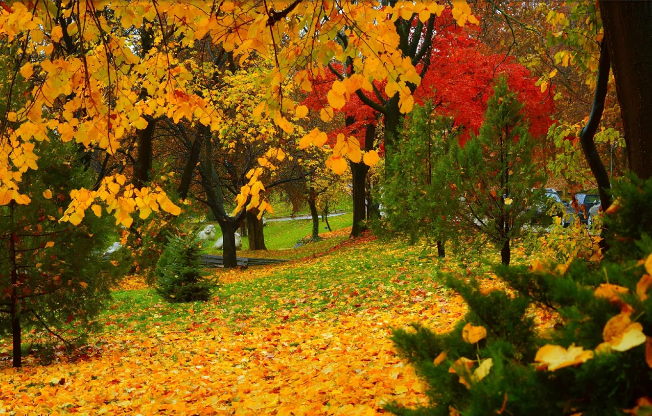 Фото обои Осень, Деревья, Парк, Fall, Листва, Park, Autumn, Colors