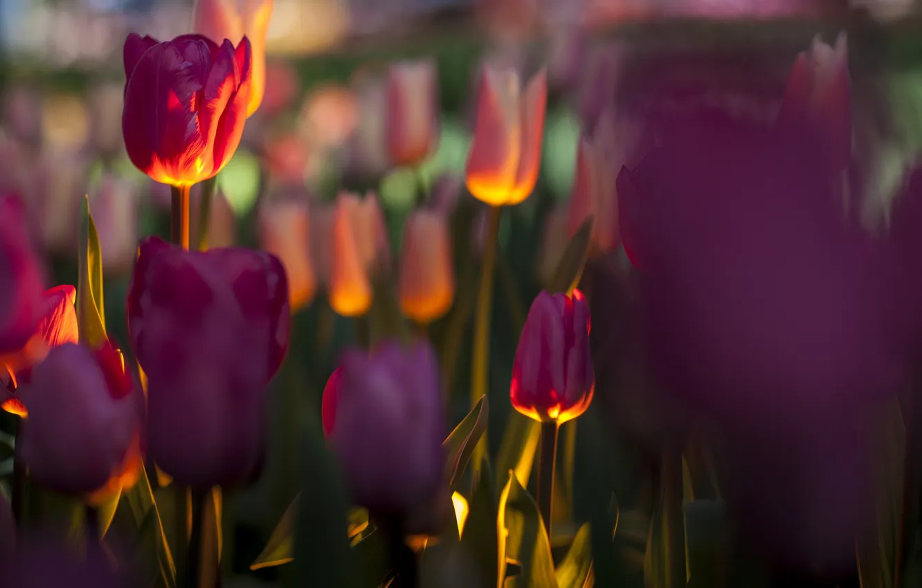 Фото обои поле, свет, цветы, фокус, подсветка, тюльпаны
