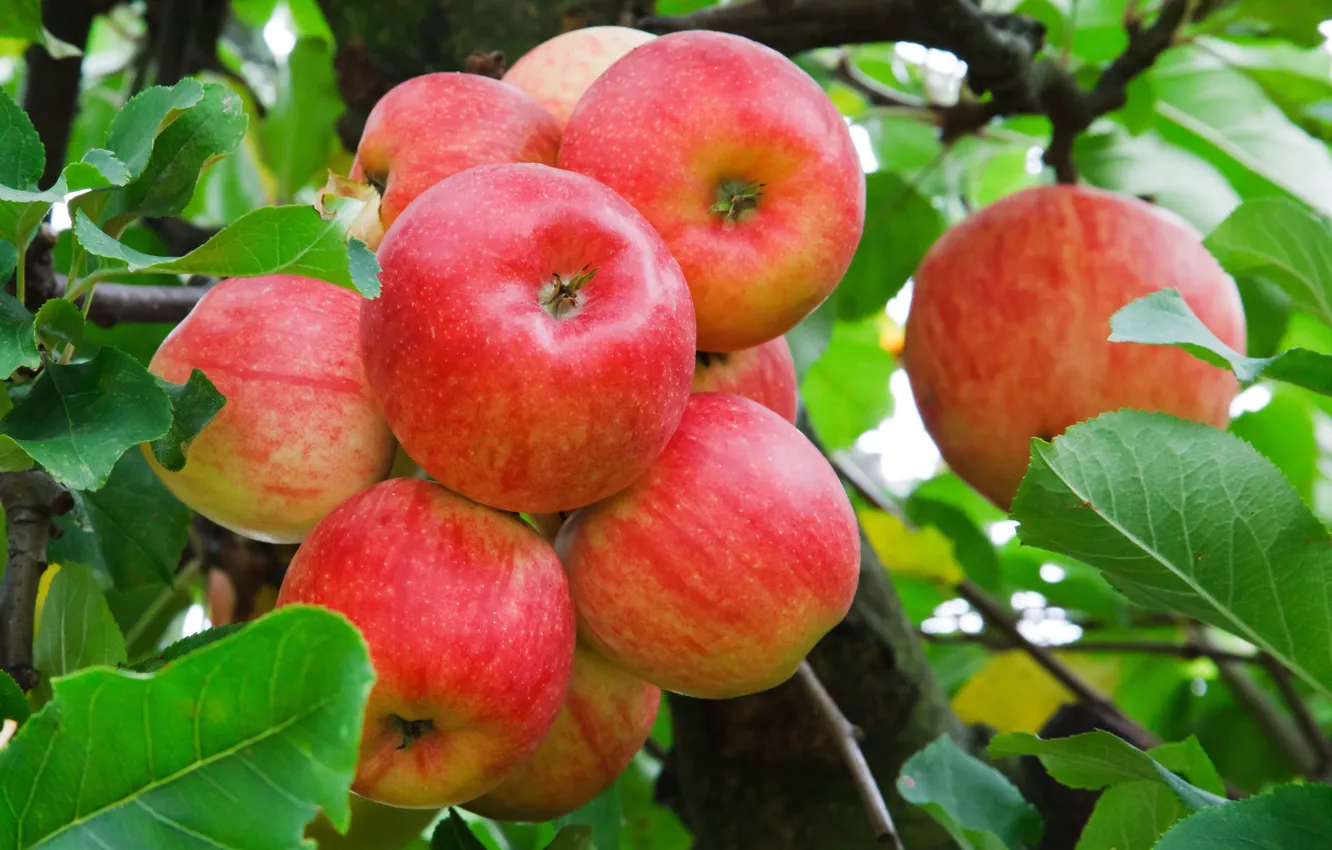 Фото обои осень, яблоко, ветка, урожай, куча