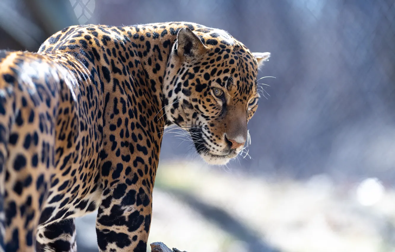 Фото обои jaguar, fur, feline
