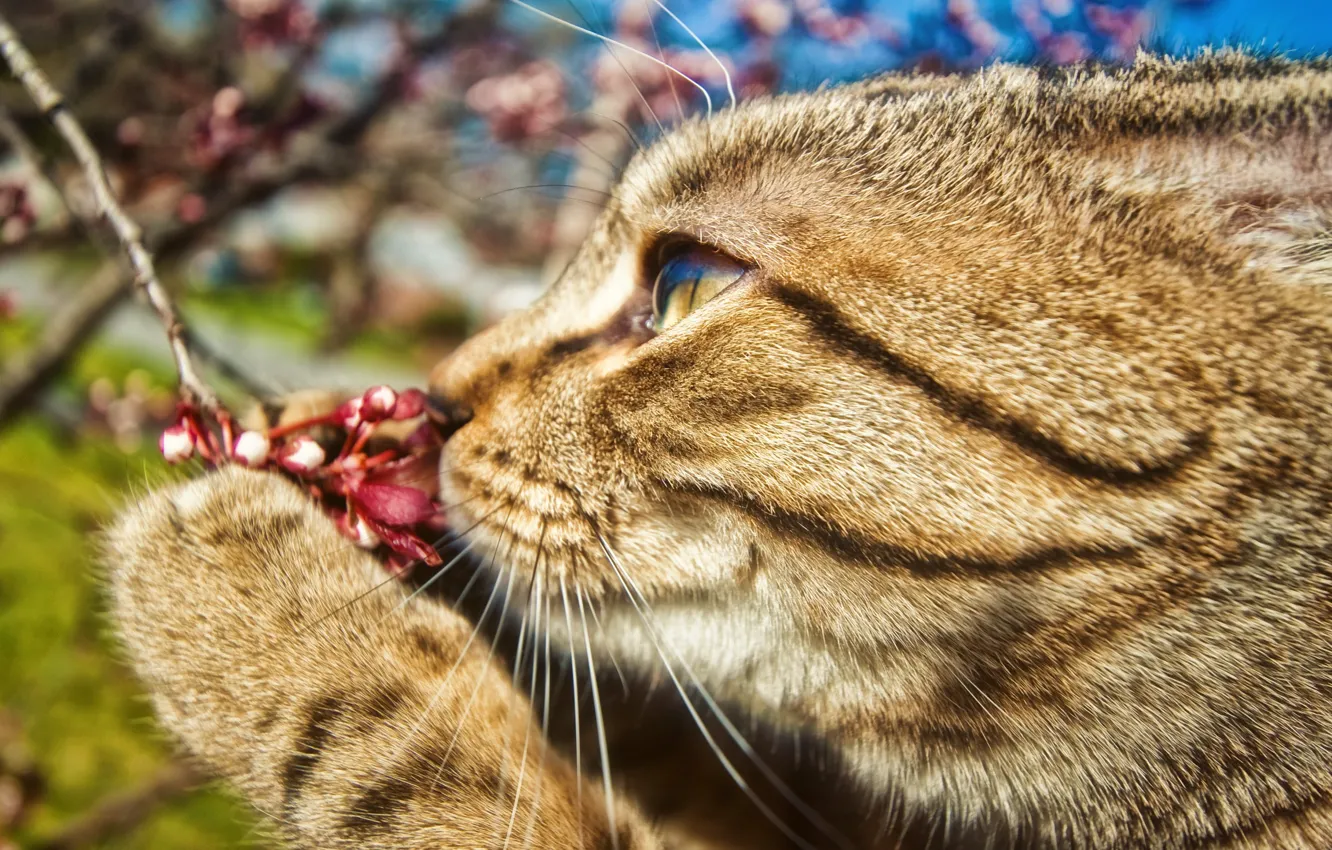 Фото обои цветок, кот, усы, лапа, ветка