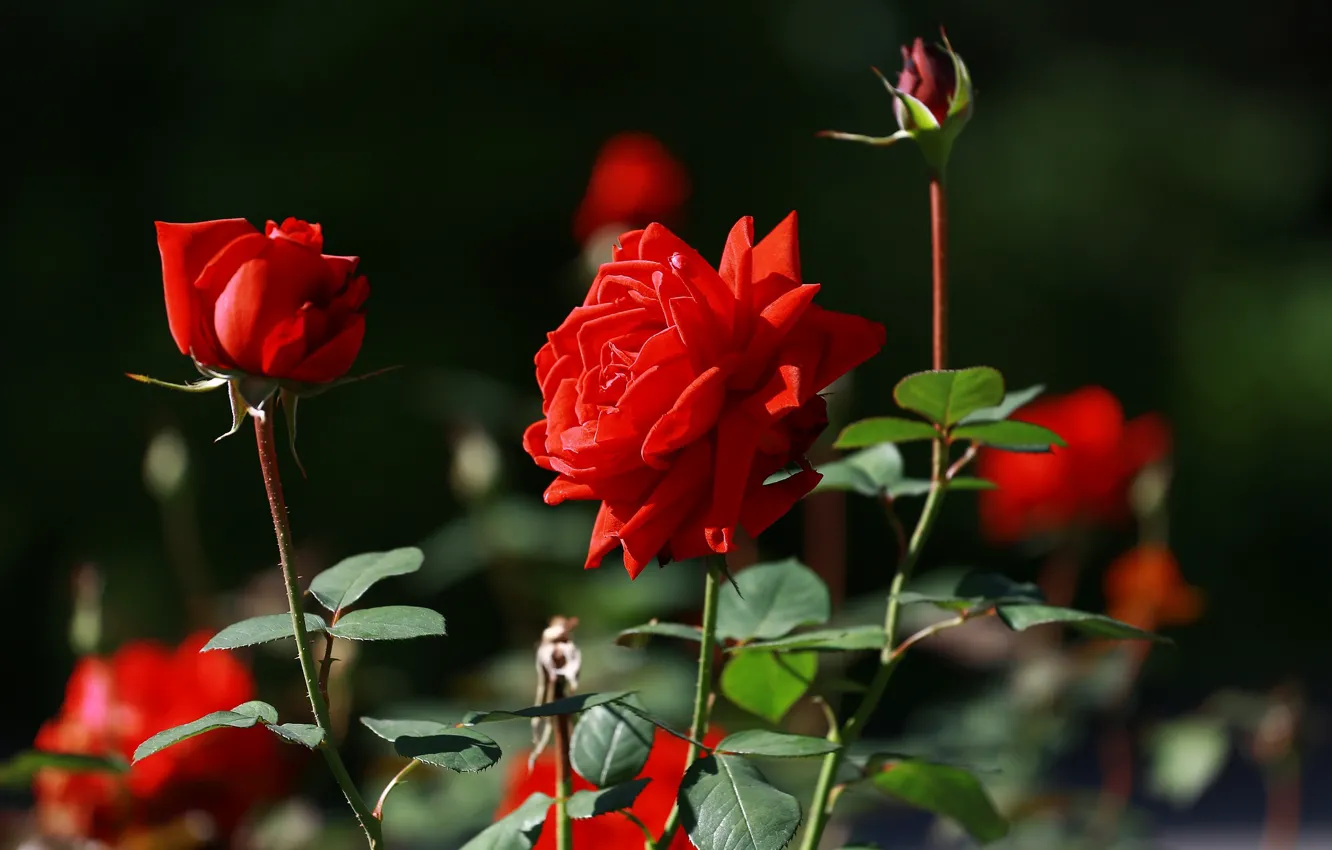 Фото обои лето, красота, красные розы