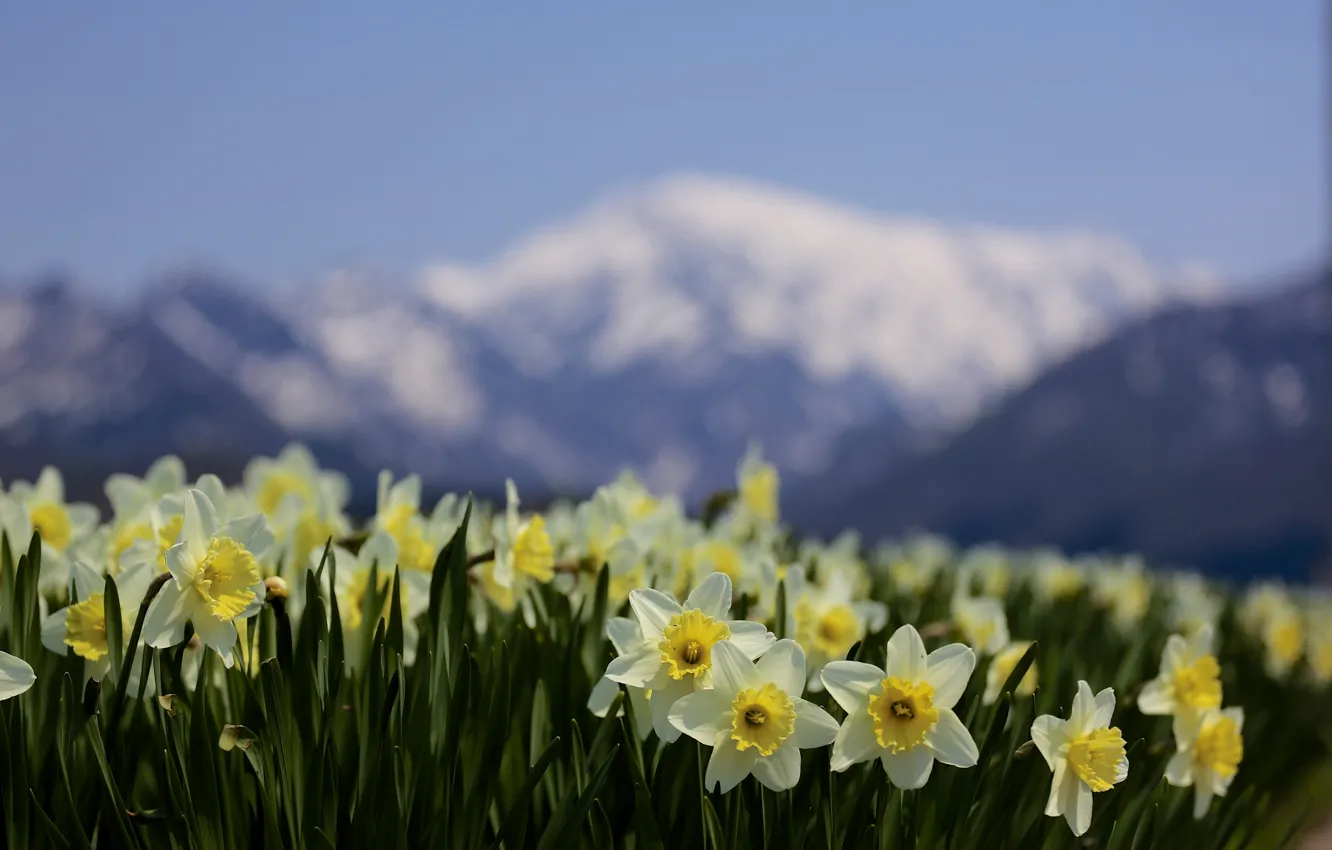 Фото обои цветы, горы, природа, фокус, весна, размытость, нарциссы