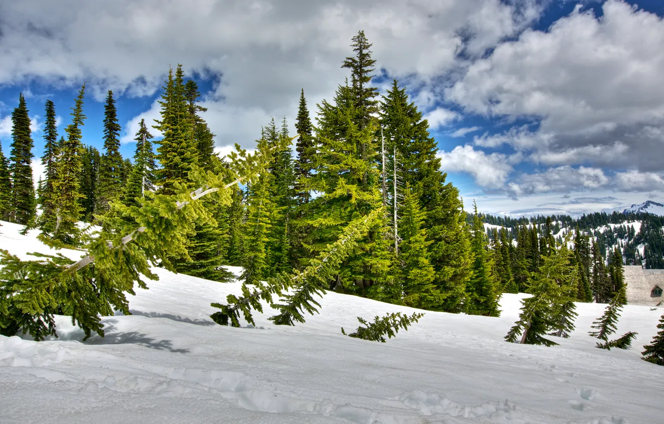 Фото обои зима, лес, небо, облака, снег, деревья, ель, склон