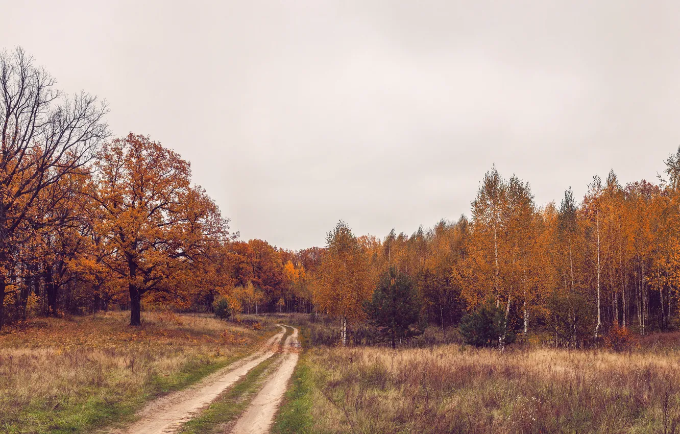 Фото обои дорога, поле, осень, лес, деревья, пейзаж, простор, дуб