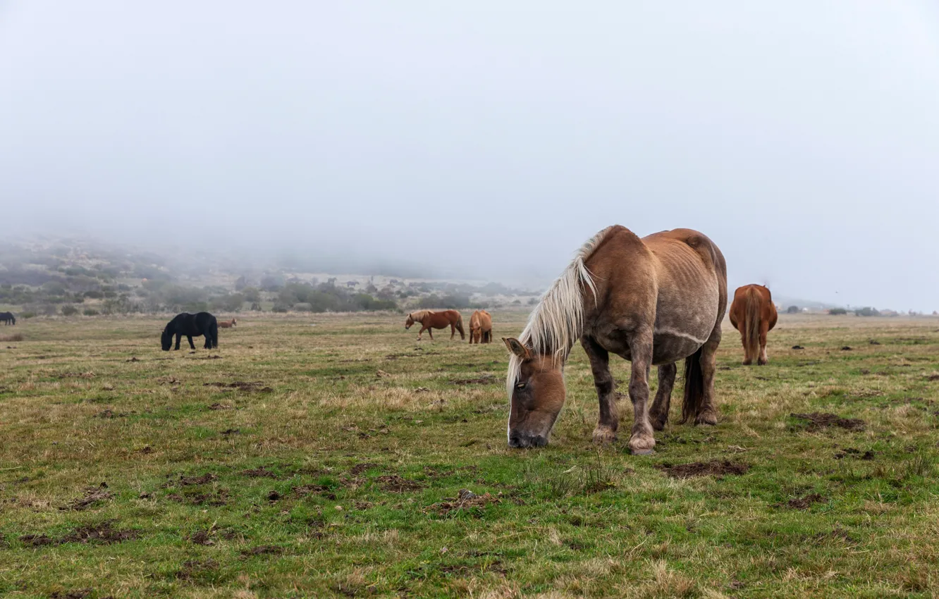 Фото обои поле, трава, природа, туман, лошади, луг