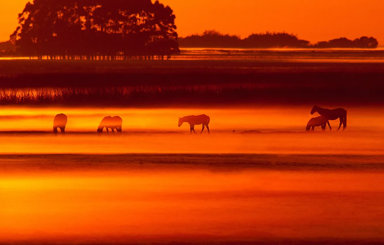 Фото обои животные, закат, лошади, зарево, Бразилия, Риу-Гранди-ду-Сул