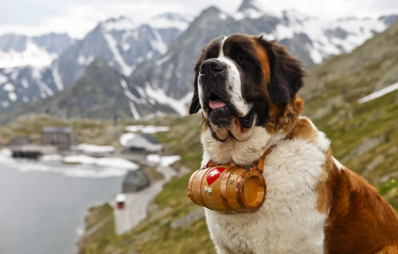 Фото обои горы, собака, спасатель, Сенбернар