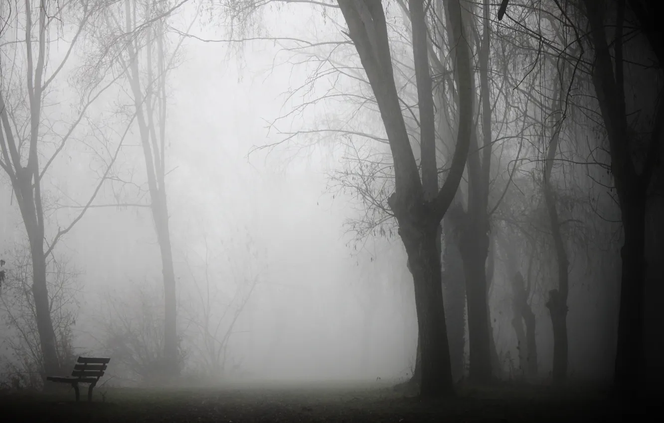 Фото обои туман, парк, скамья