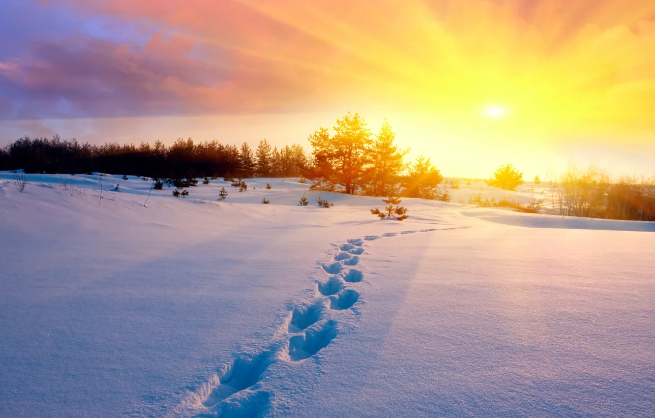 Фото обои холод, зима, поле, небо, солнце, снег, деревья, закат