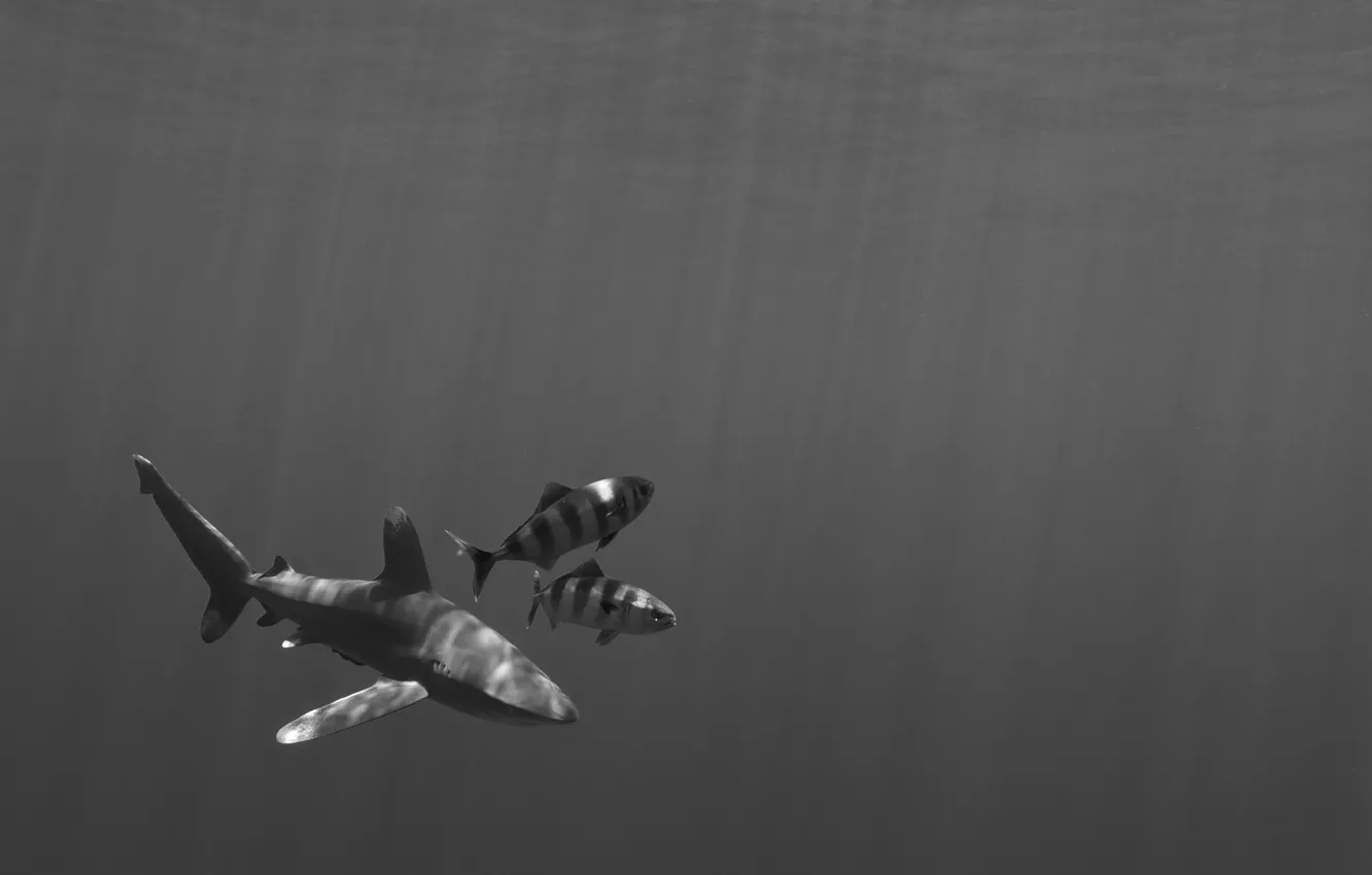 Фото обои поверхность, рыба, акула, морское дно, солнечный свет