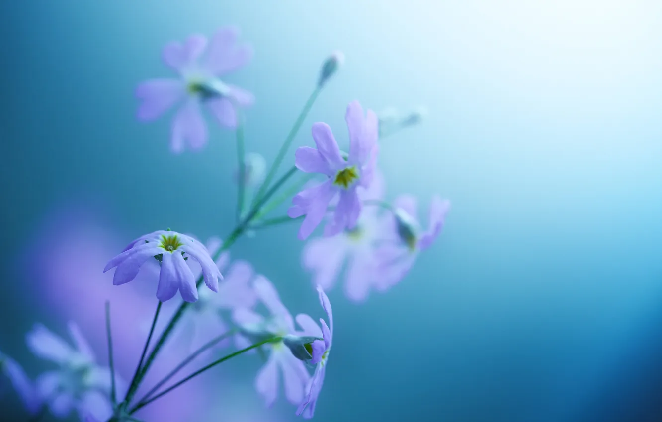Фото обои цветы, фон, нежный, фиолет