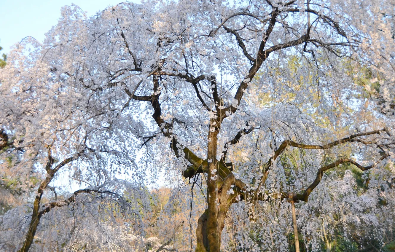 Фото обои вишня, дерево, весна, сакура