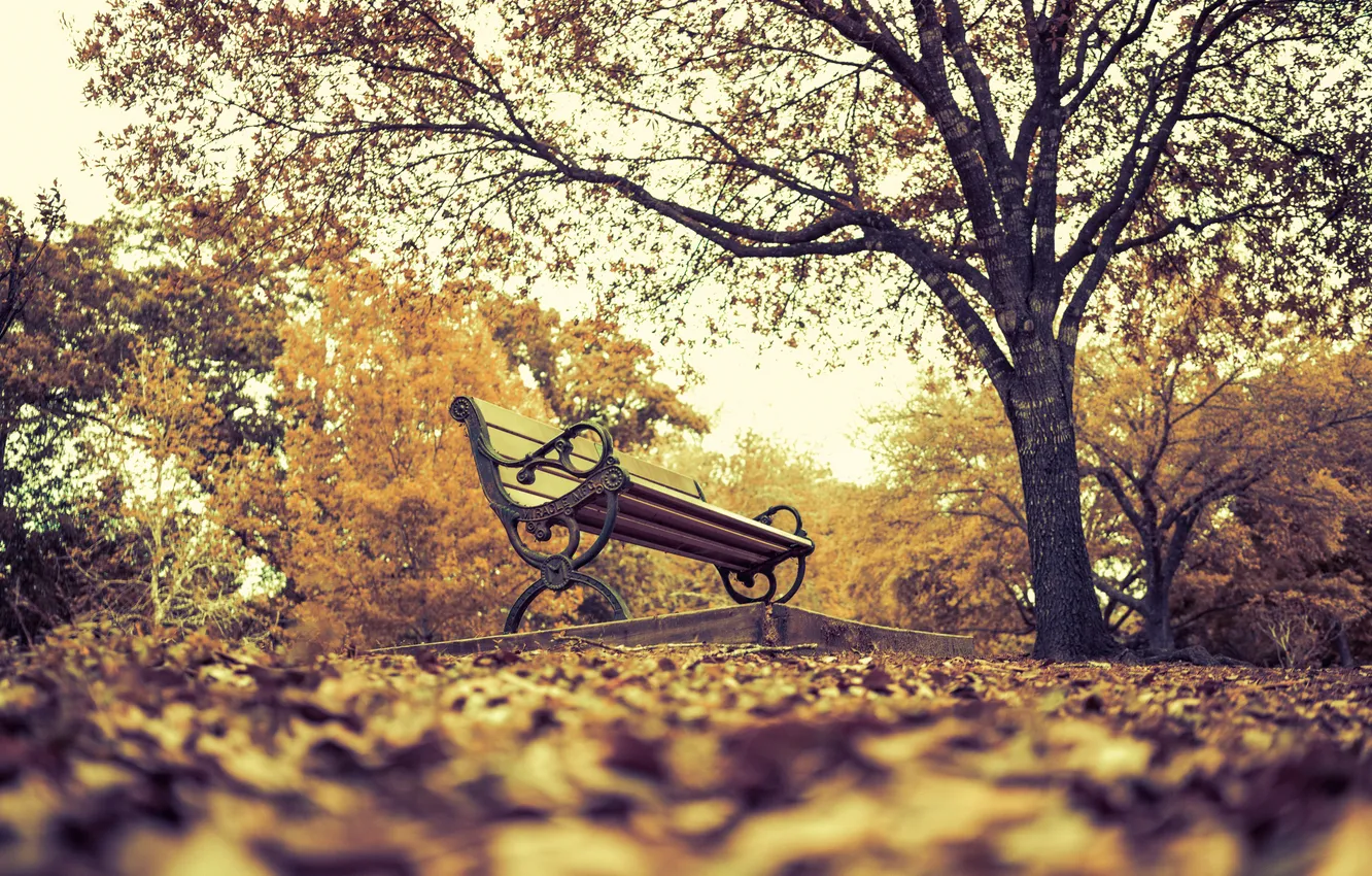 Фото обои осень, листья, деревья, парк, скамья