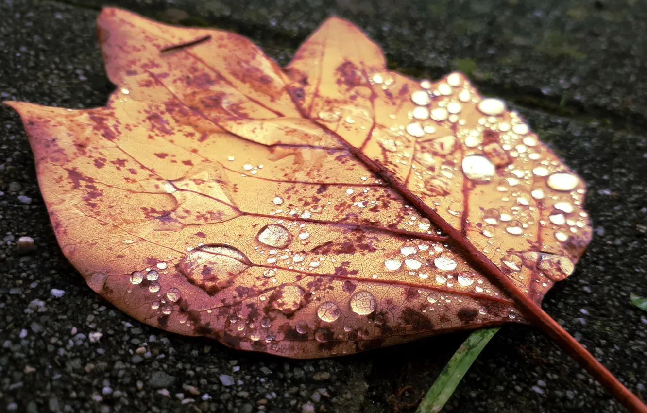 Фото обои autumn, leaves, macro, morning, drops, dew