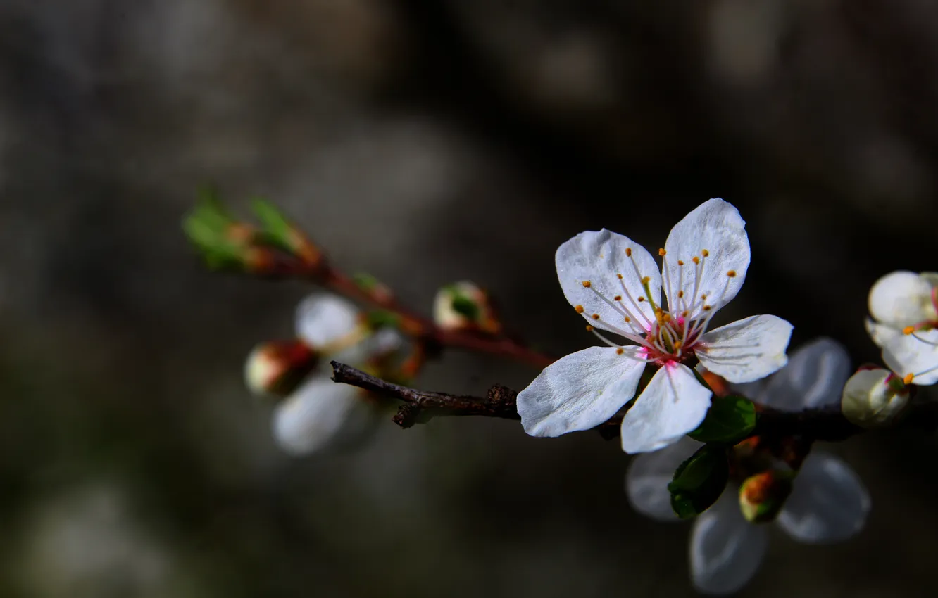 Фото обои white, flower, flowering tree