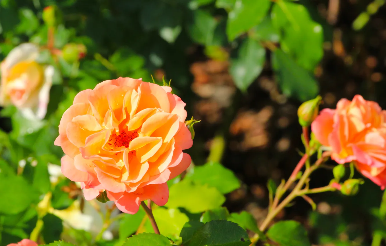 Фото обои rose, flower, blooming