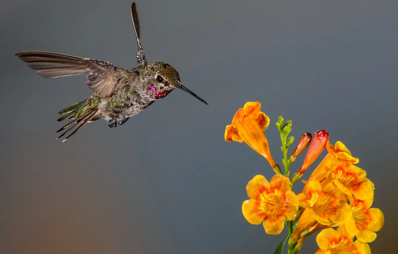 Фото обои цветок, птица, крылья, клюв, колибри, соцветие, калипта Анны