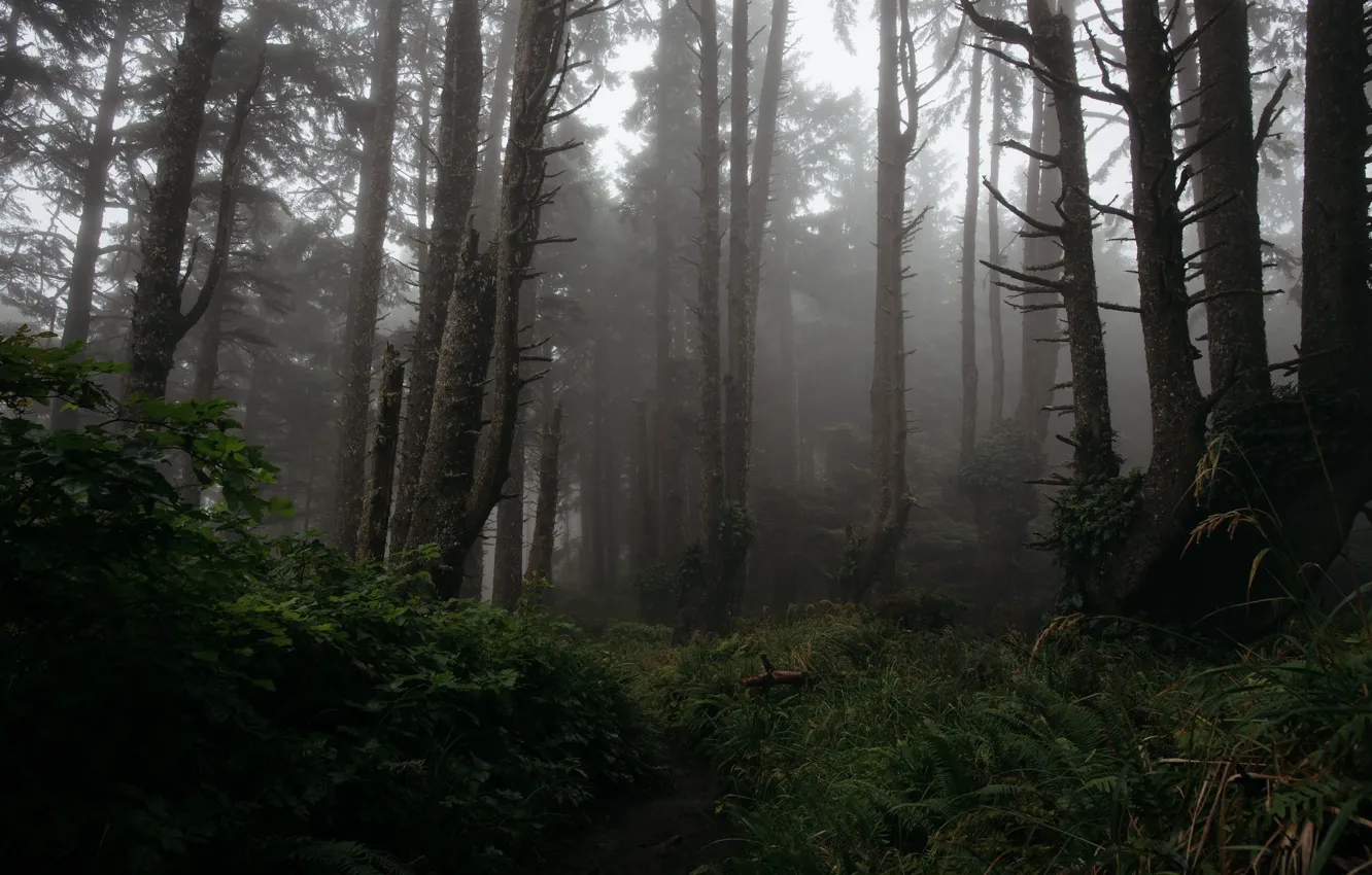 Фото обои лес, деревья, природа, туман, Орегон, USA, США, Oregon