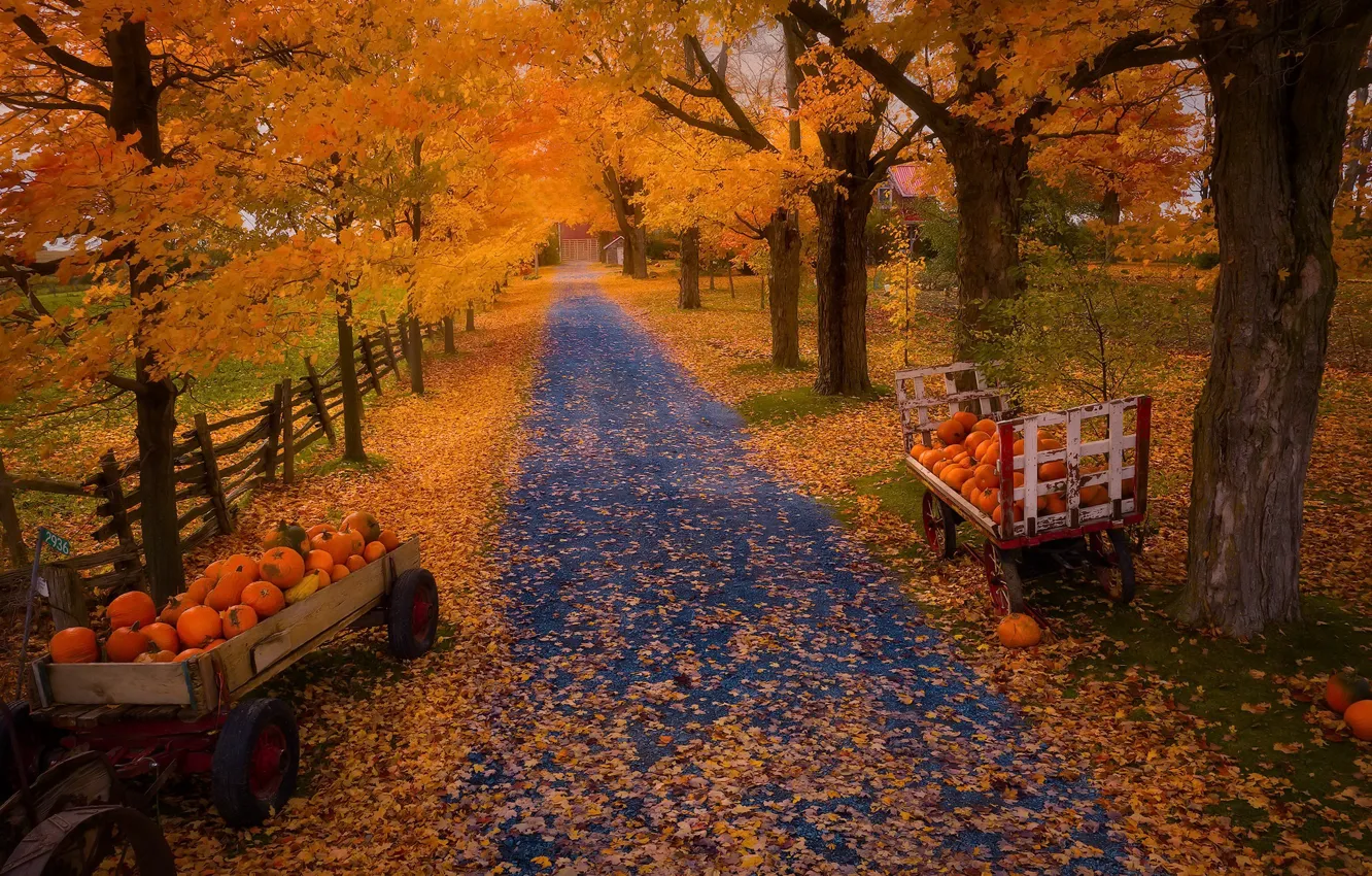 Фото обои осень, природа, тыквы
