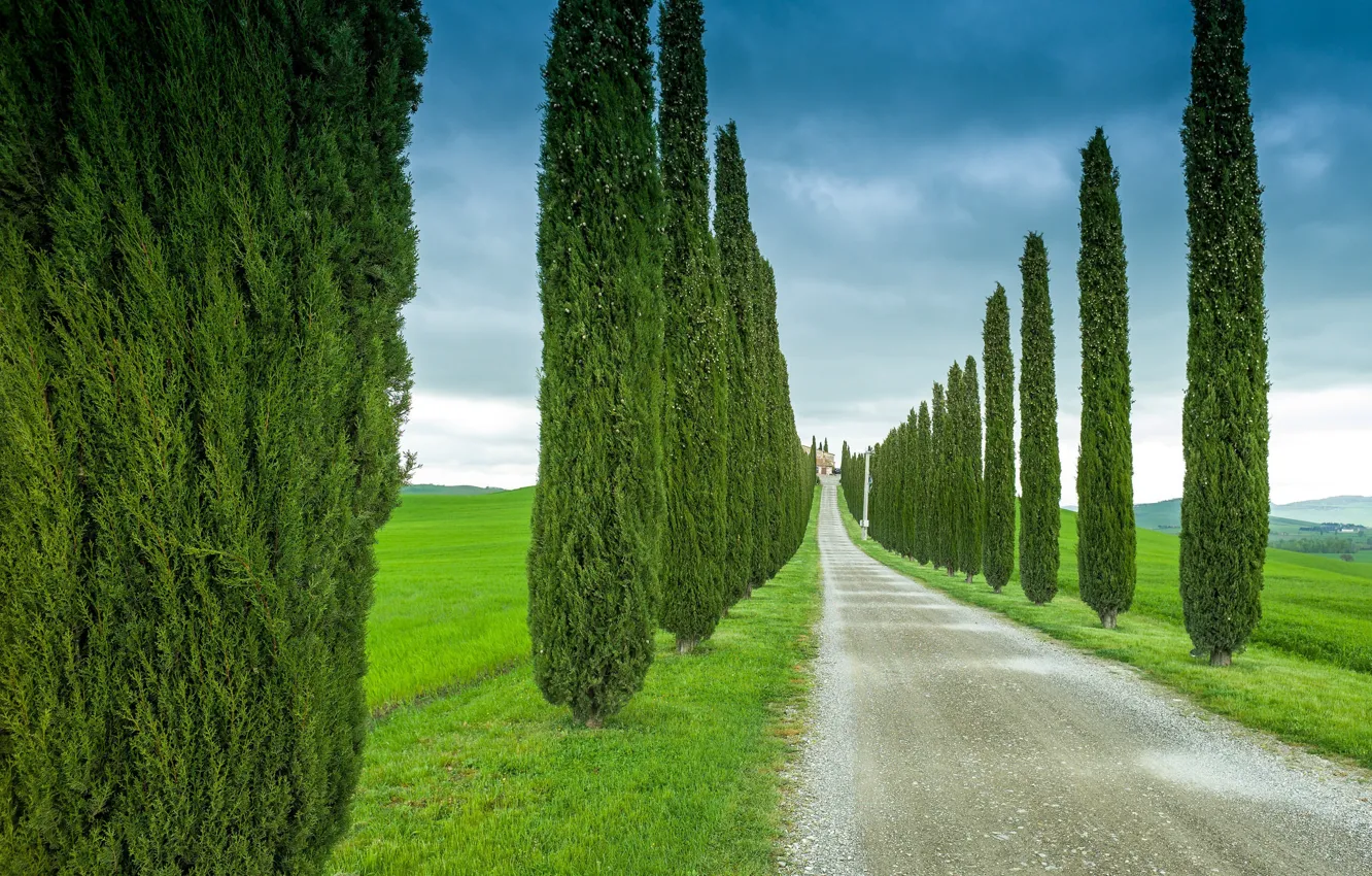 Фото обои дорога, поле, небо, деревья, тучи, Италия, кипарисы, Тоскана