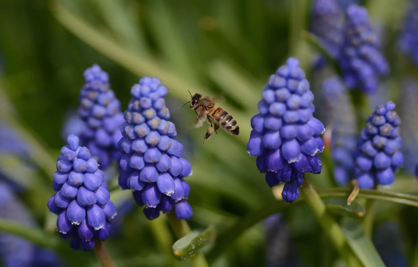 Фото обои полет, цветы, весна, пчелка, мускарики