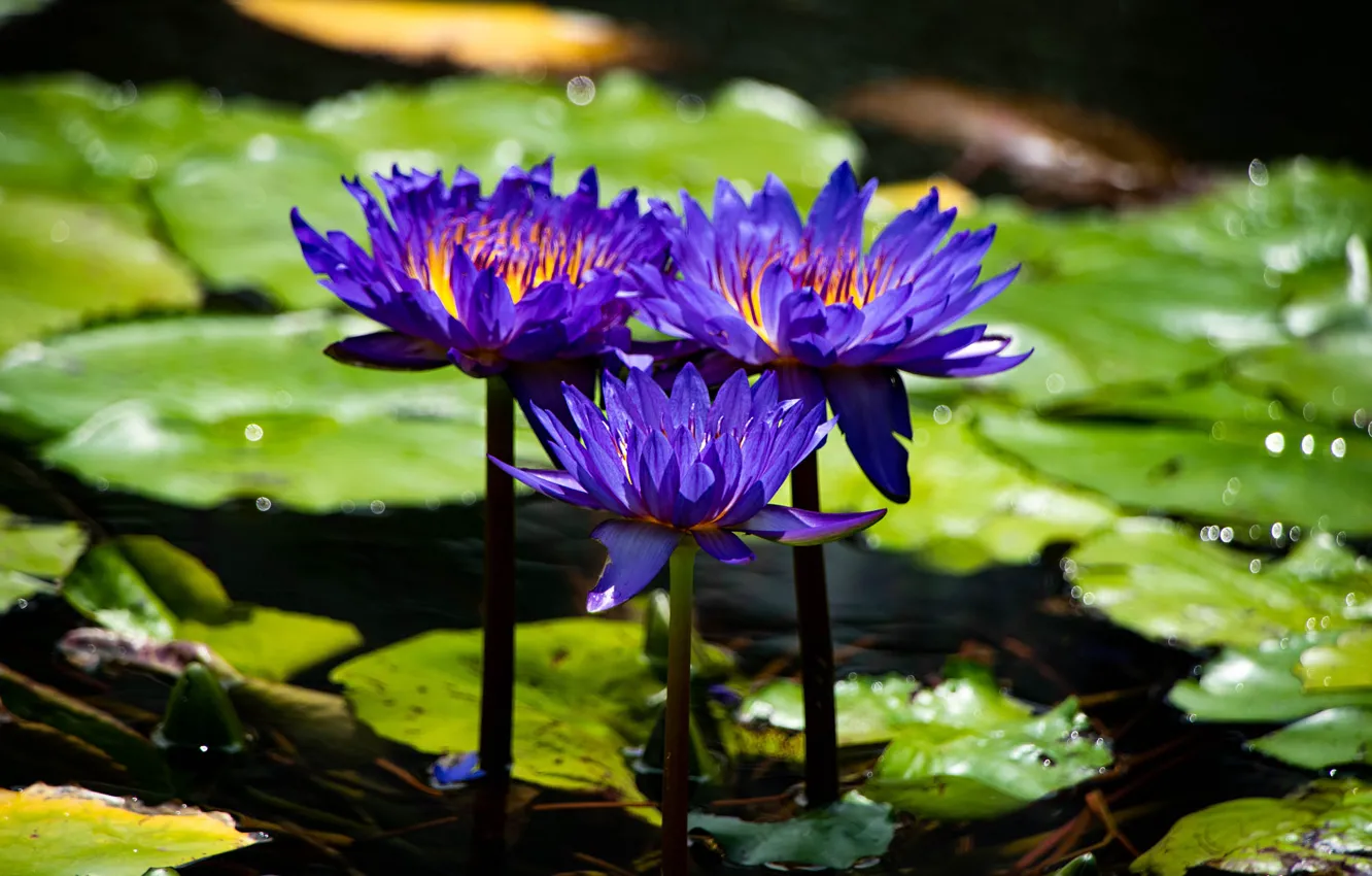 Фото обои листья, свет, цветы, пруд, фиолетовые, водяные лилии, водоем, сиреневые