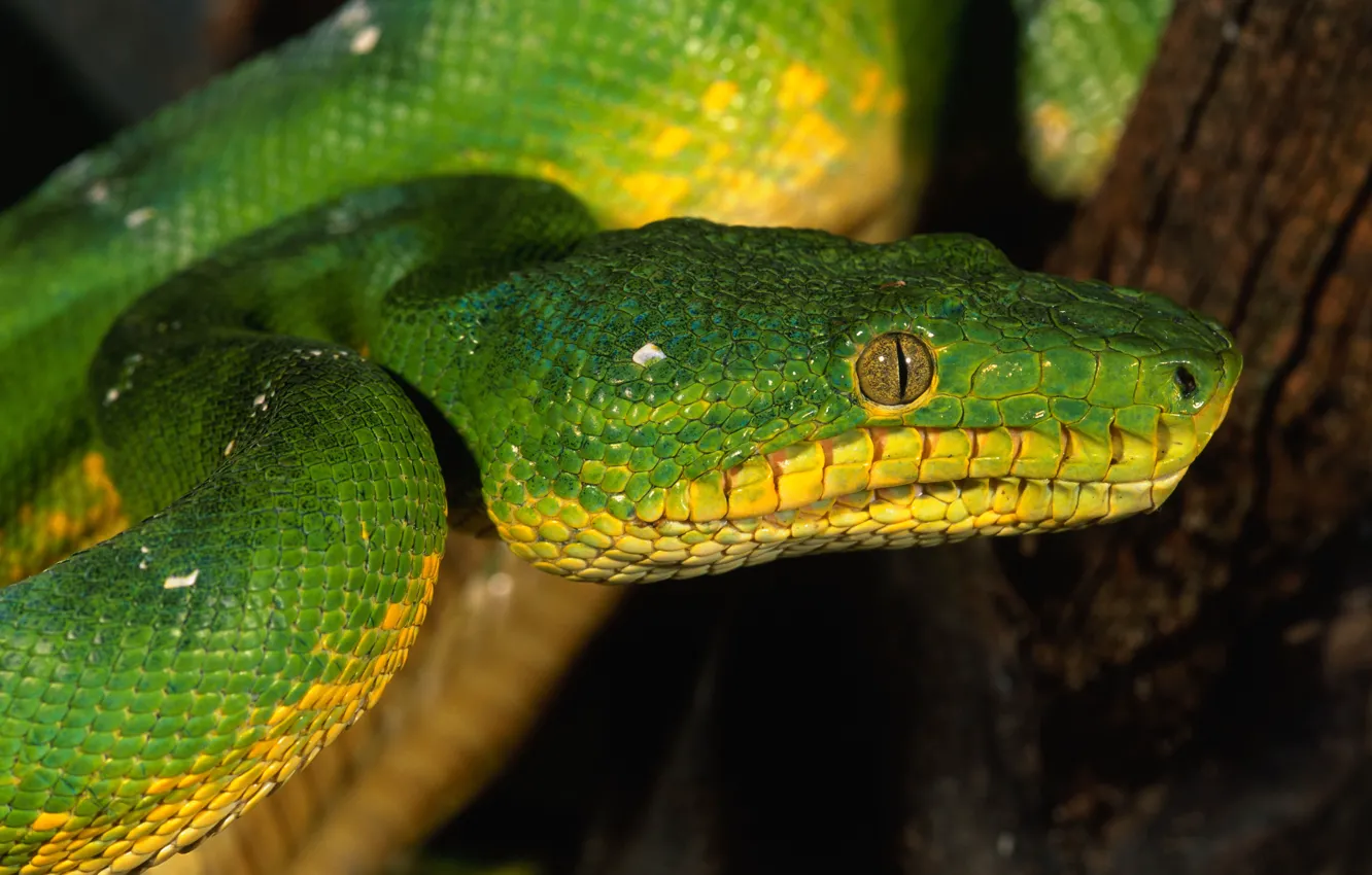 Фото обои глаза, змея, чешуя, зеленая