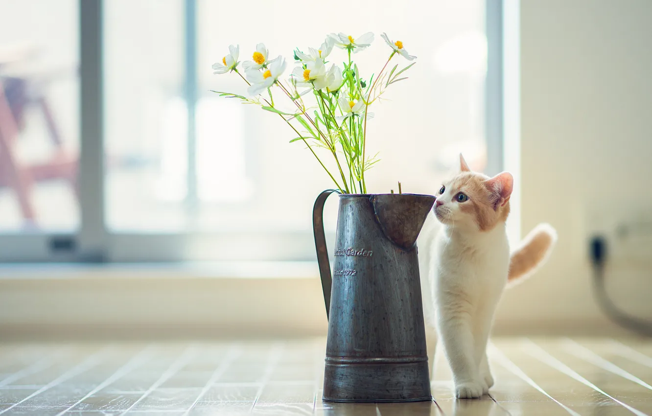 Фото обои кошка, цветы, © Ben Torode, Hannah