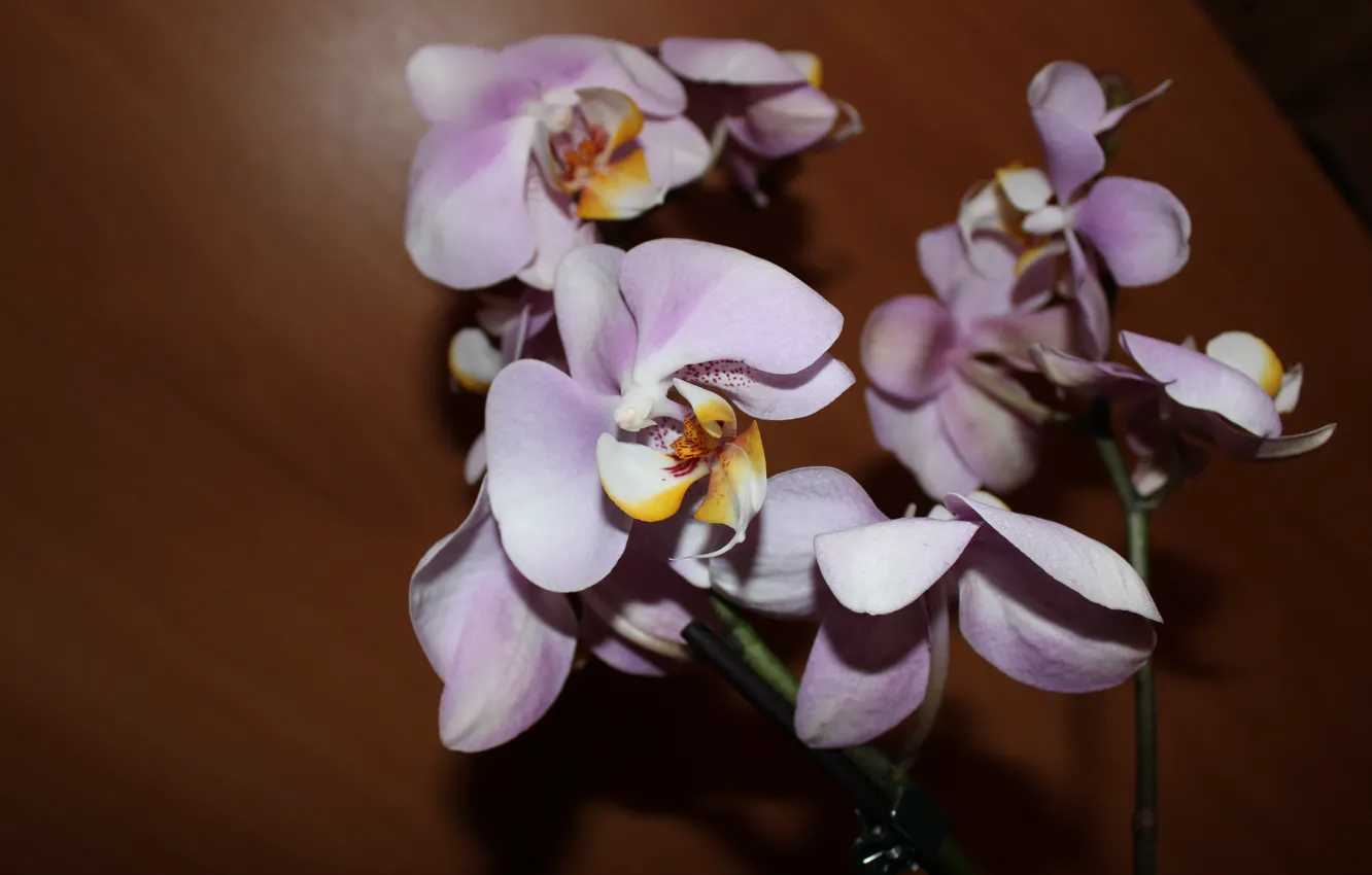 Фото обои цветок, орхидея, ветка орхидеи