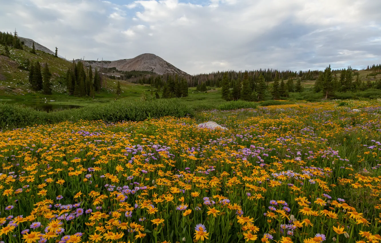 Фото обои поле, цветы, горы