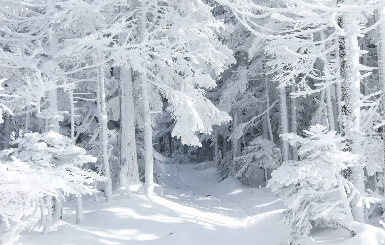 Фото обои зима, лес, снег, природа, сказка